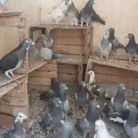 کبوتر کشتی سالم وچاق