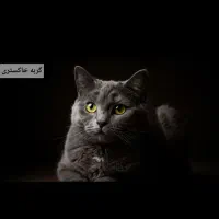 گربه طوسی چشم زرد