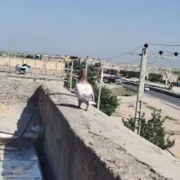 کبوتر طاووسی ماده