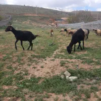 میش بره جوان افشاری وسنجابی