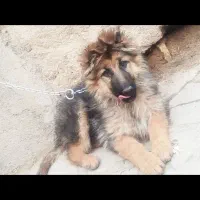 ژرمن شولاین اصیل