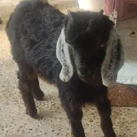 بزغاله ماده