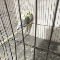 مرغ عشق رینبو|پرنده|قم, نخودی|دیوار