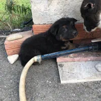 ژرمن شولاین نر