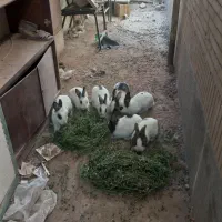 خرگوش ۹تا