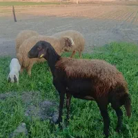 شیشک قره غزل