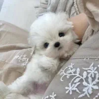 سگ مالتیپو جیبی فی 5