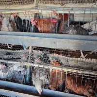 خریدار مرغ پایان دوره گلپایگانی تخمگذار بومی جوجه