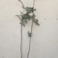 نهال گردو گرمسیری پکان ، موز