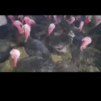 بوقلمون خرت ۲ساله|حیوانات مزرعه|سقز, |دیوار