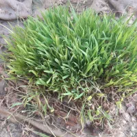 شلتوک بزری درجه ۱
