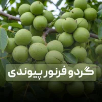 خرید نهال با فاکتور رسمی و مجوز