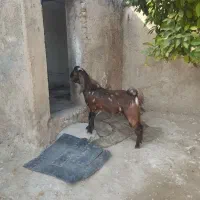 چپش پاکستانی اصل