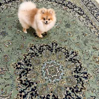 سگ پامرانین