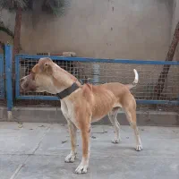 سگ پیت بول ۱ساله.سالم وسروحال