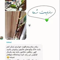 قرص کود ارگانیک|گل و گیاه طبیعی|نیریز, |دیوار