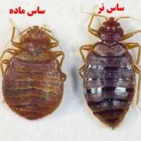 سم پاشی موریانه ساس سمپاشی سوسک