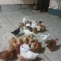 جوجه مرغ