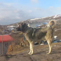 واگذاری سگ سرابی نر۱۲ ماهه ویه پاکوتاه اصل دو ساله