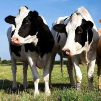 دوربین مخصوص صنعتی دامداری ها