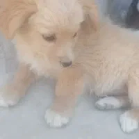 پاکوتا
