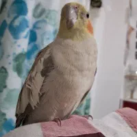 عروس هلندی گمشده|حیوانات|کردکوی, |دیوار