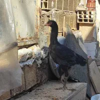 نیمچه اشامو|حیوانات مزرعه|تهران, سازمان آب|دیوار