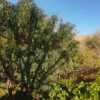 باغ ده ساله