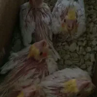 عروس هلندی|پرنده|بجنورد, |دیوار