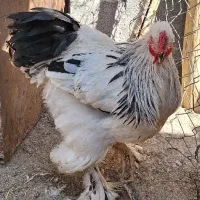 خروس برهما لایت|حیوانات مزرعه|ساوه, |دیوار