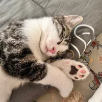 گربه خانگی|گربه|اصفهان, عسگریه|دیوار