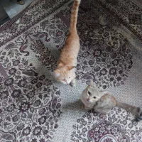 واگذاری گربه هشت ماهه
