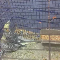 عروس پاریس یا هلندی|پرنده|کارون, |دیوار