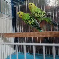 مرغ عشق|پرنده|سراوان, |دیوار