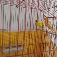 یک جفت قناری