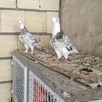 پرنده جفت هما سرور|پرنده|کهریزک, |دیوار