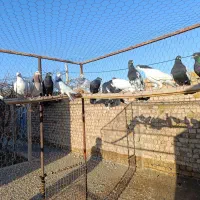 هفرنگ رنگی شصتی|پرنده|اسفرورین, |دیوار