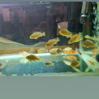 ماهی سیچلاید ماکرو زرد|ماهی|مرند, |دیوار