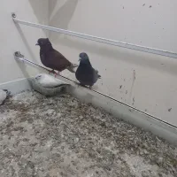 تعدادی کفتر پرشی|پرنده|جلفا, |دیوار