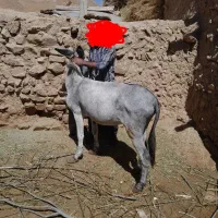 الاغ نر جوان