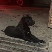 کن کورسو وارداتی