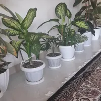 فروش گل|گل و گیاه طبیعی|اسالم, |دیوار