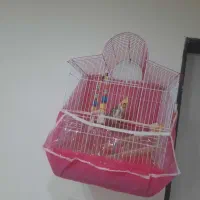 فروش عروس هلندی نر ۳ماهه فقط  تماس|پرنده|قائم‌شهر, |دیوار