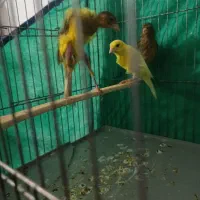 قناری جیور|پرنده|کرمانشاه, |دیوار