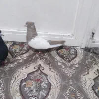 یکجفت گوینکلی ساری وقره|پرنده|ارومیه, |دیوار