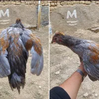 نیمچه خروس گلین لری اصل