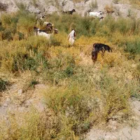 خریدبز وبزگاله گوشتی|حیوانات مزرعه|سراب, |دیوار