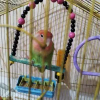 طوطی برزیلی کله هلو