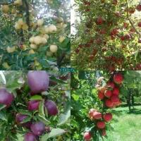 سیب سرخ بار