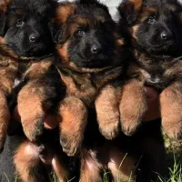 واگذاری توله ژرمن شولاین کینگ سایز ۳ ماهه|سگ|تهران, جوانمردان (اندیشه)|دیوار